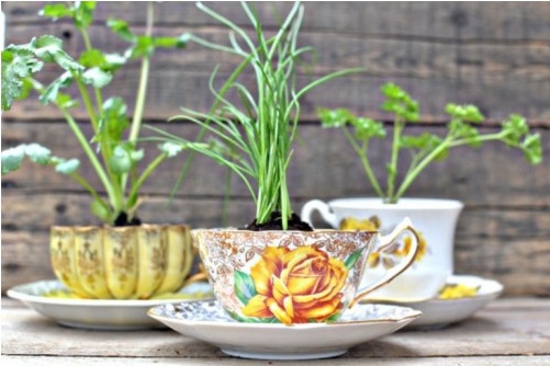 potted herb teacup centerpieces