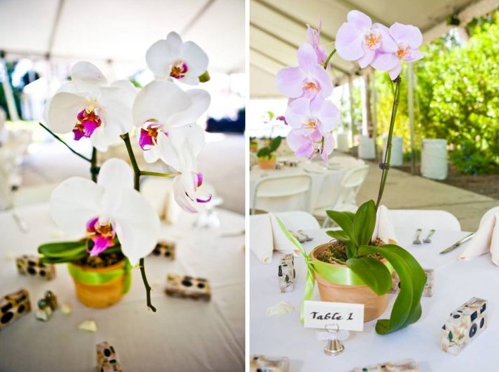 potted orchid wedding centerpieces